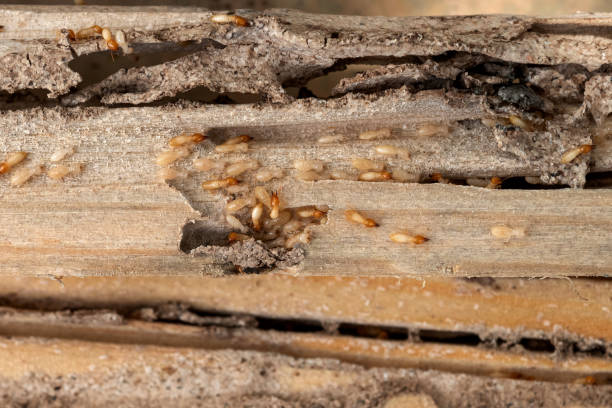 Best Affordable Pest Control Services  in Spring Lake Heights, NJ